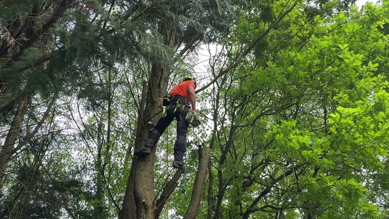 Best Seasonal Cleanup  in Neptune Beach, FL